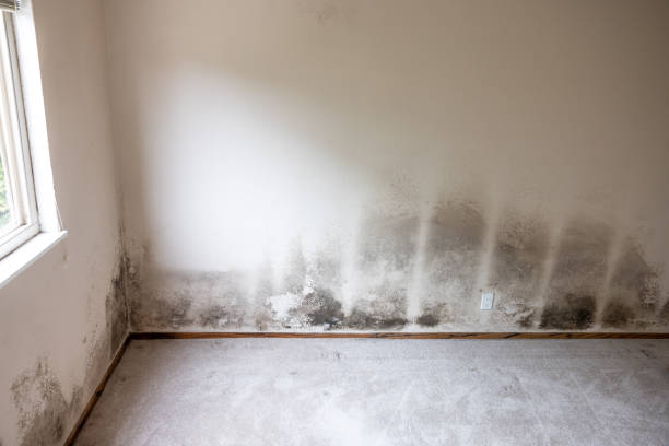 Sawmills, NC Mold Removal Company